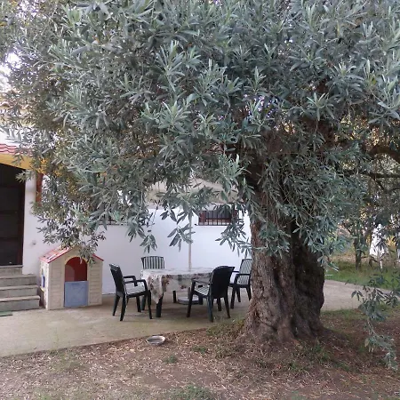 The Small House In The Olive Grove *